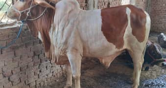 قربانی کے جانور