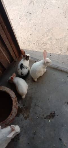 rabbit baby's for sale 03224186572