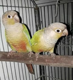 Pineaplle Conure Breeder Pair