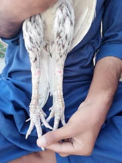 mianwali aseel bahot pyari breed ha