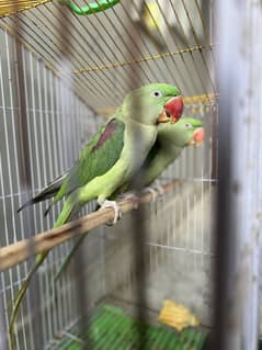 best pair of raw parrot
