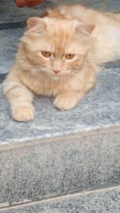 Russian male cat for sale