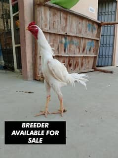 Heera