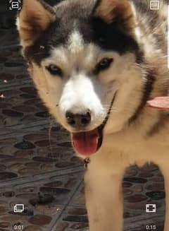 husky