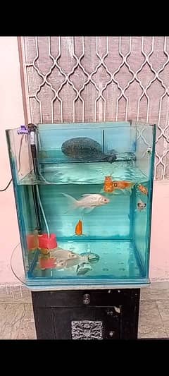 koi fishes and Aquarium