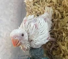 white chik