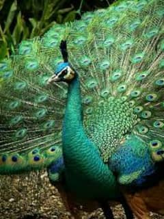 peacock fresh eggs available 70% fertile