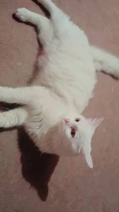 Persian female cat with kitten's for sale