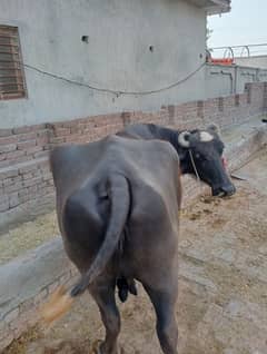 qurbani ka janwer