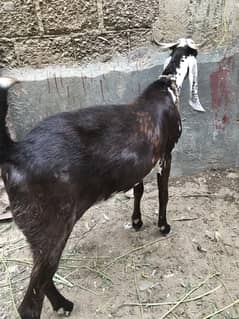 Bakra