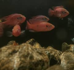 Red jewel cichlids