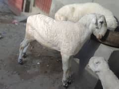 mundra chehtry 2