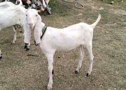 2 bakry qurbani K liay for sale