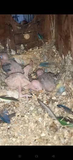 siplit pale fellow breeder pair with 3 chik,s