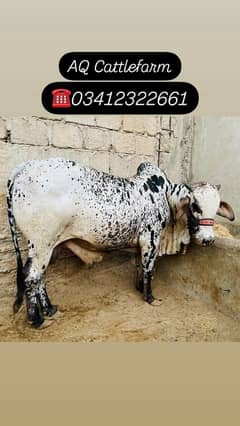 aq cattle farm