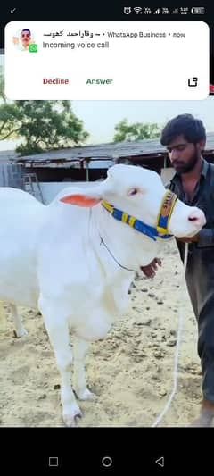 gulabi bachri