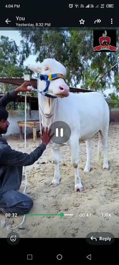 gulabi