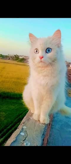 rusiya