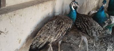 breeder female for sale