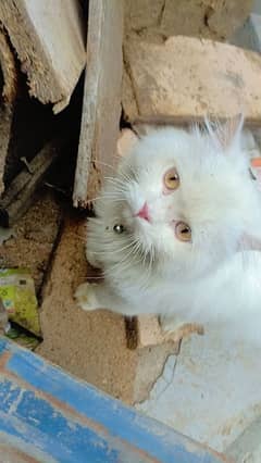 Persian
