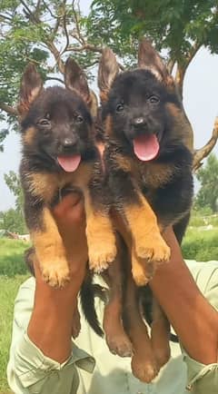 German shepherd puppies long coat my WhatsApp number 03001868066