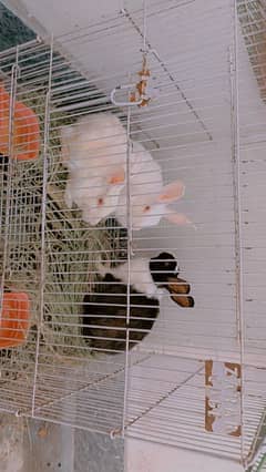 red eyes rabbits