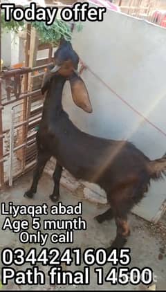 femal hy active hy tapri nasal
