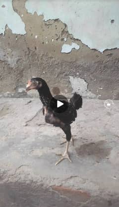 mianwali