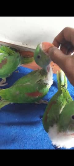 Kashmiri Pahari chicks
