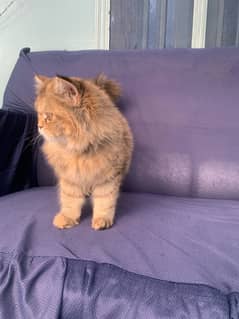 Persion cats