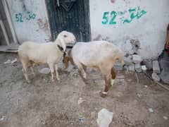 sheeps