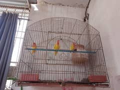 3 lutino with pinjra
