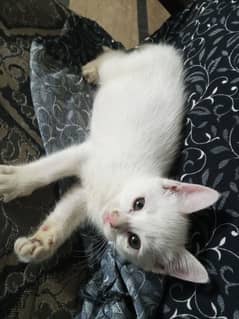 kitten and monther for sale