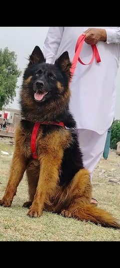 king shefard male age 8 month sequrty train for sale