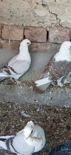 breeding pair active and healthy.
