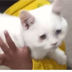 persian cat