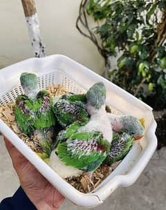Raw Parrot chicks Multan Talking parrot Pahari parrot Kashmiri chicks