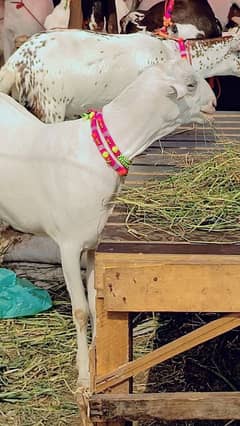 Teddy Barbara do dant bakra khassi