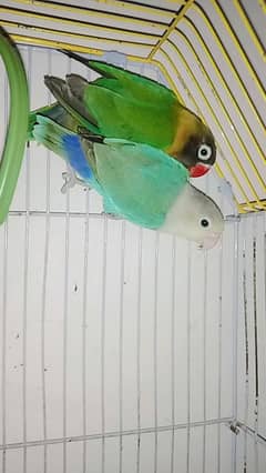 love bird