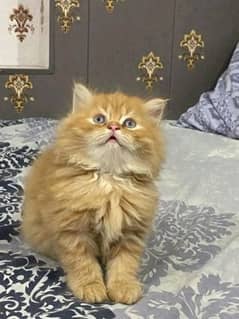 PERSIAN KITTEN FOR SALE  ONLY ONLY CONTACT WHATUP 03292450497