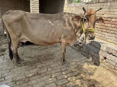 5kg milk capacity with 4months female calf