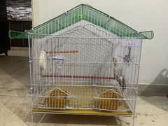 Cockatiel hand tame baby with big cage