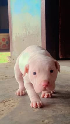 Gultir  dog whatapp number 03071701163