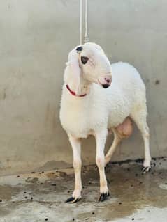 Dumba Jori for sale