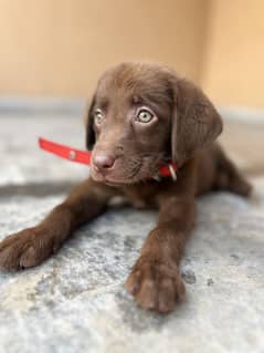 The German Shorthaired Pointer