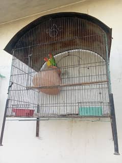lovebird