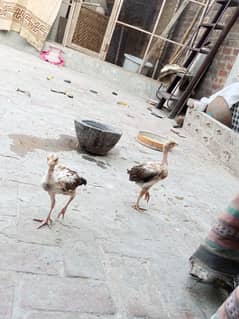 Aseel chicks