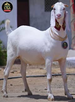 Bakra for sale