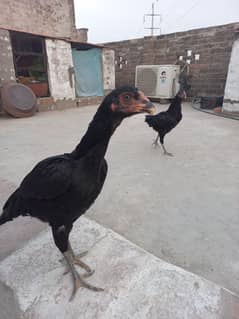Aseel