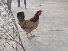 egg laying hen desi murghi golden